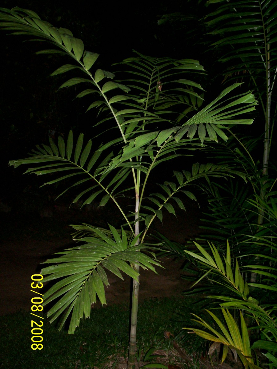 Ptychosperma macarthurii (H.Wendl. ex H.J.Veitch) H.Wendl. ex Hook.f.